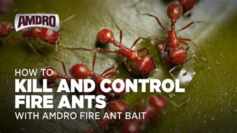 Killing fire ants. Things To Know About Killing fire ants. 